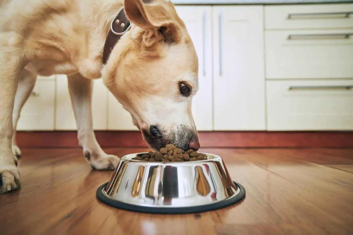 mode de nutrition du chien 