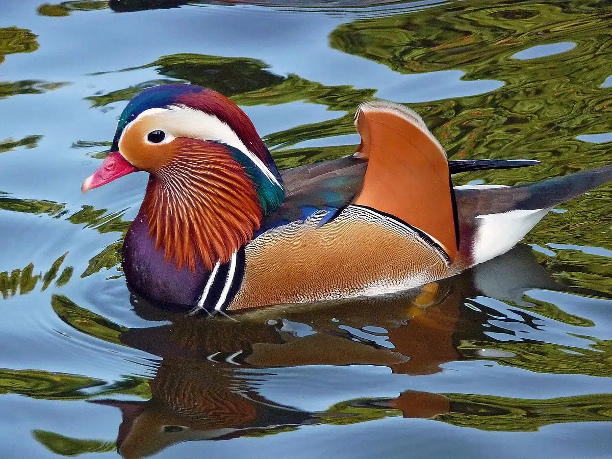 plus beaux animaux du monde