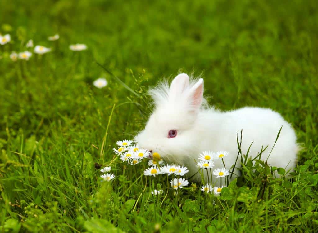 un lapin nain qui joue