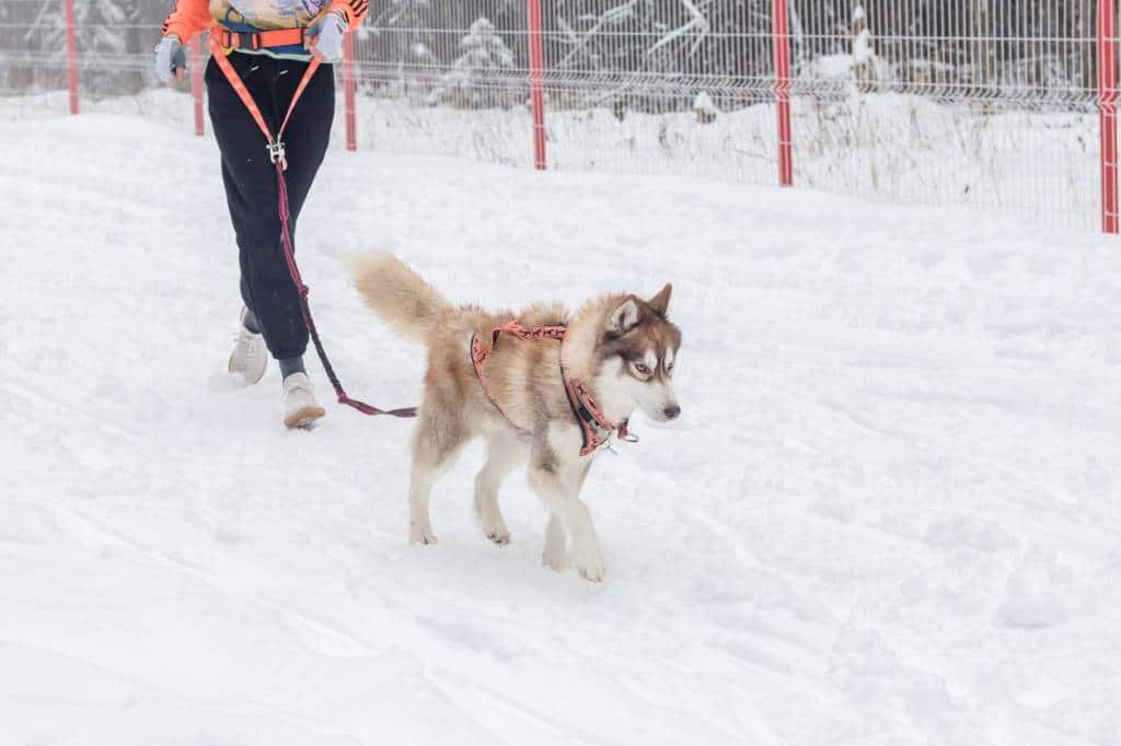 soins des coussinets chien hiver