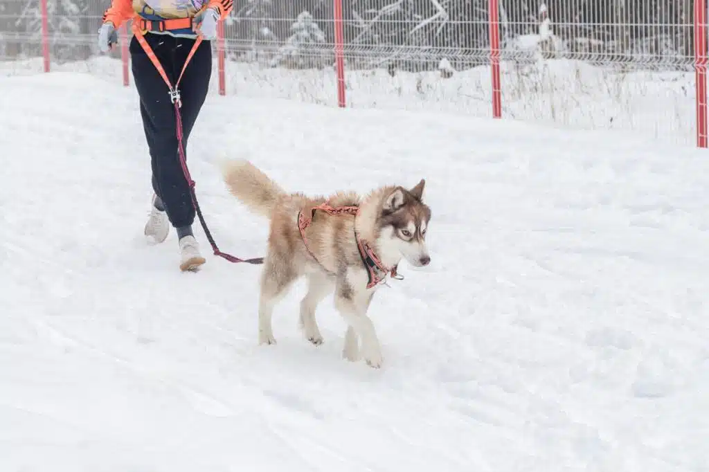 soins des coussinets chien hiver