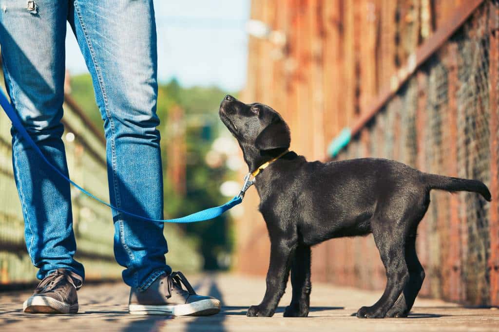 solliciter le service d'un comportementaliste éducation chien