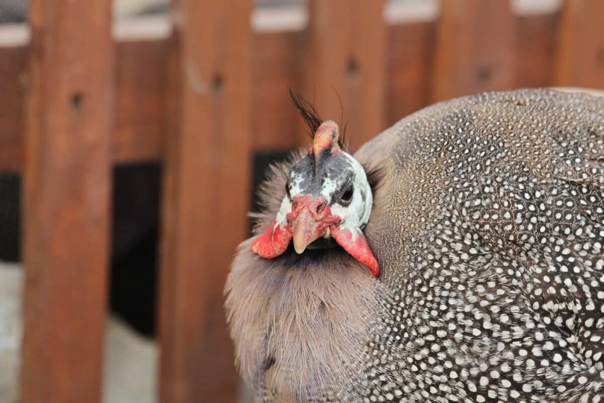 Spotted Bird Near Wooden Fence
