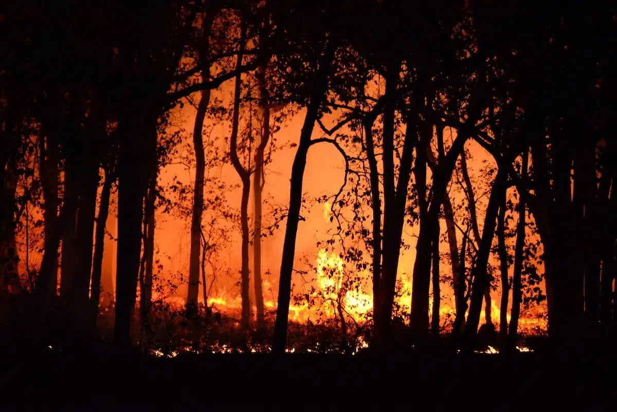 incendie forêt