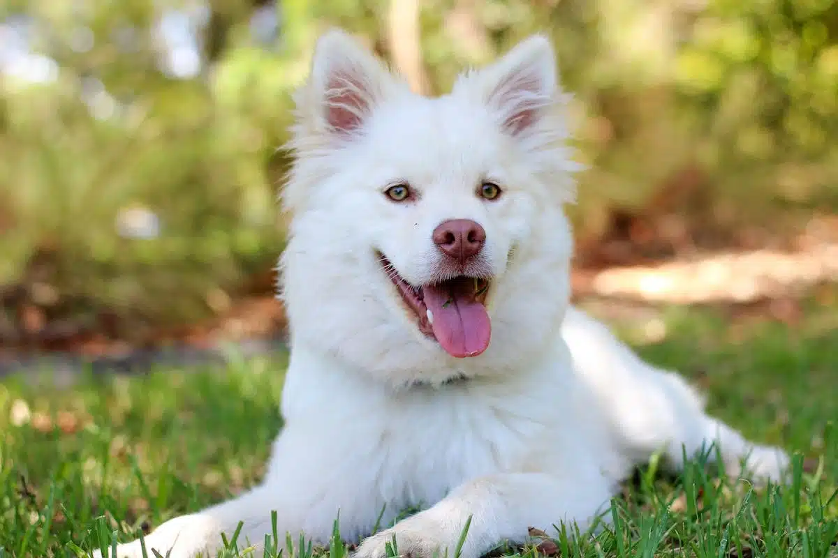 chien célèbre