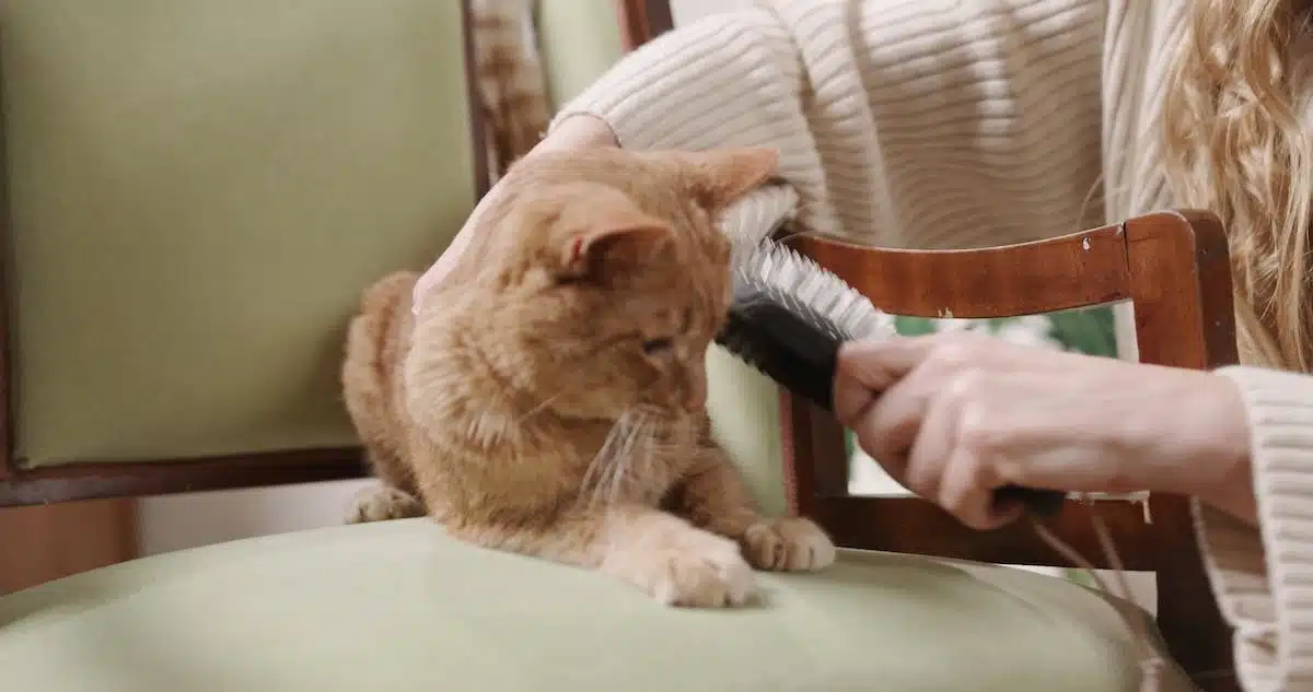 chat toilettage