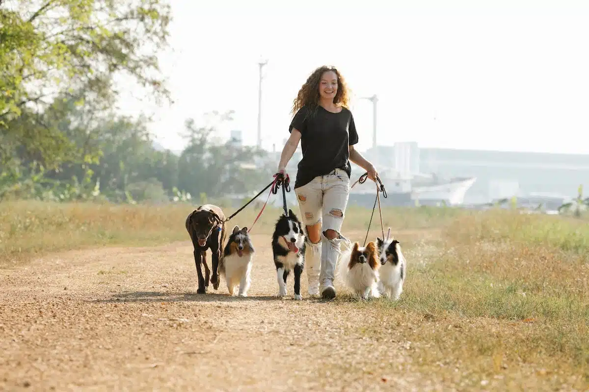 chien promenade