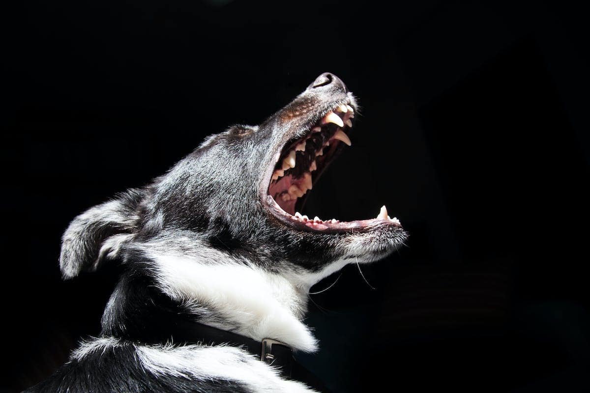 chiens aboiement