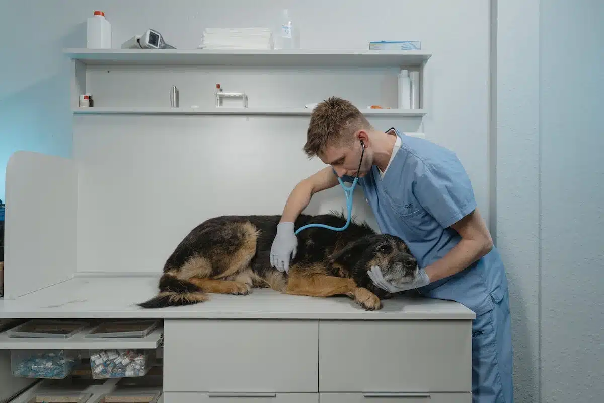 animaux stérilisation
