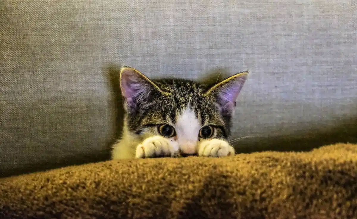 chat  activités