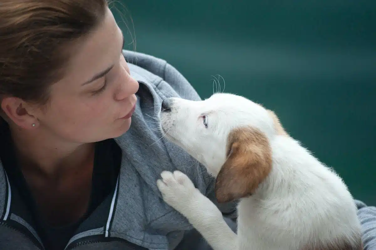 animal adoption