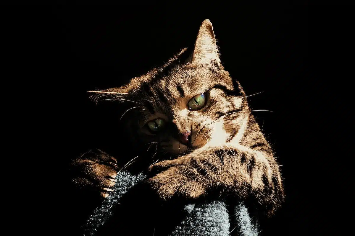 chat stressé