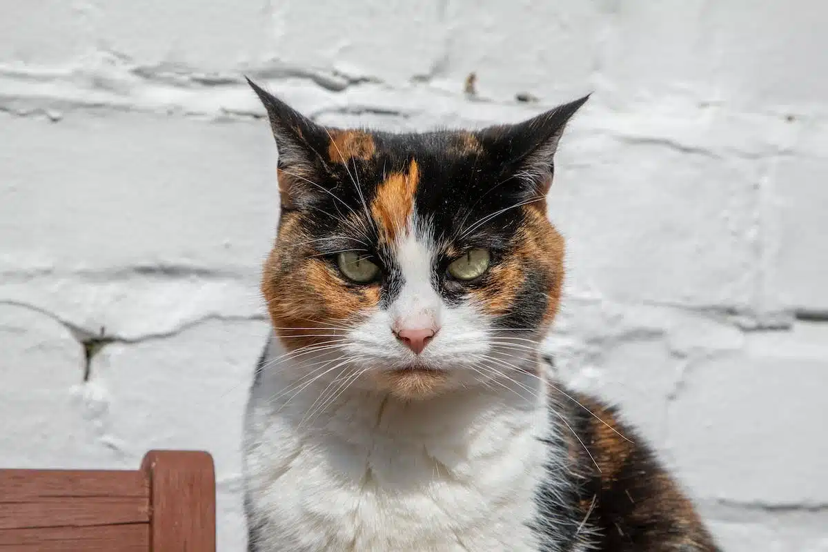 chats légendaires