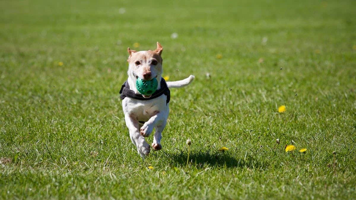 chien sportif