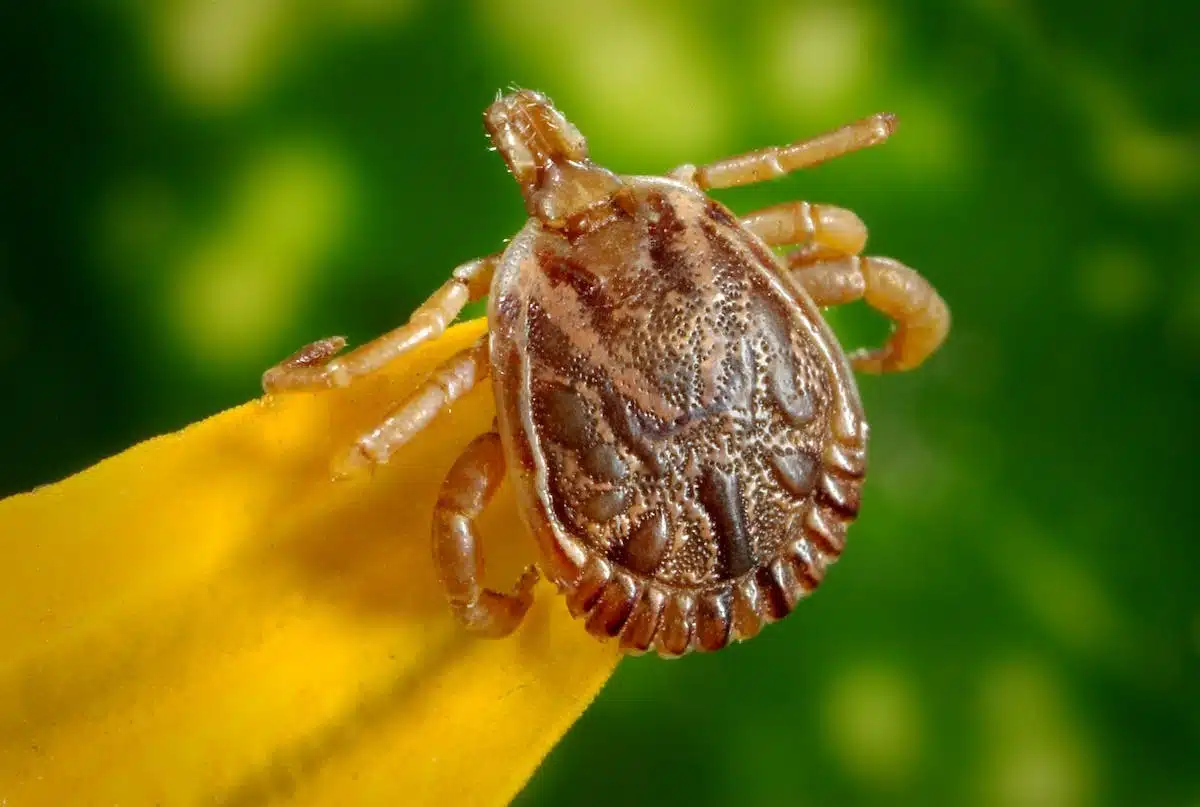 chat  parasites
