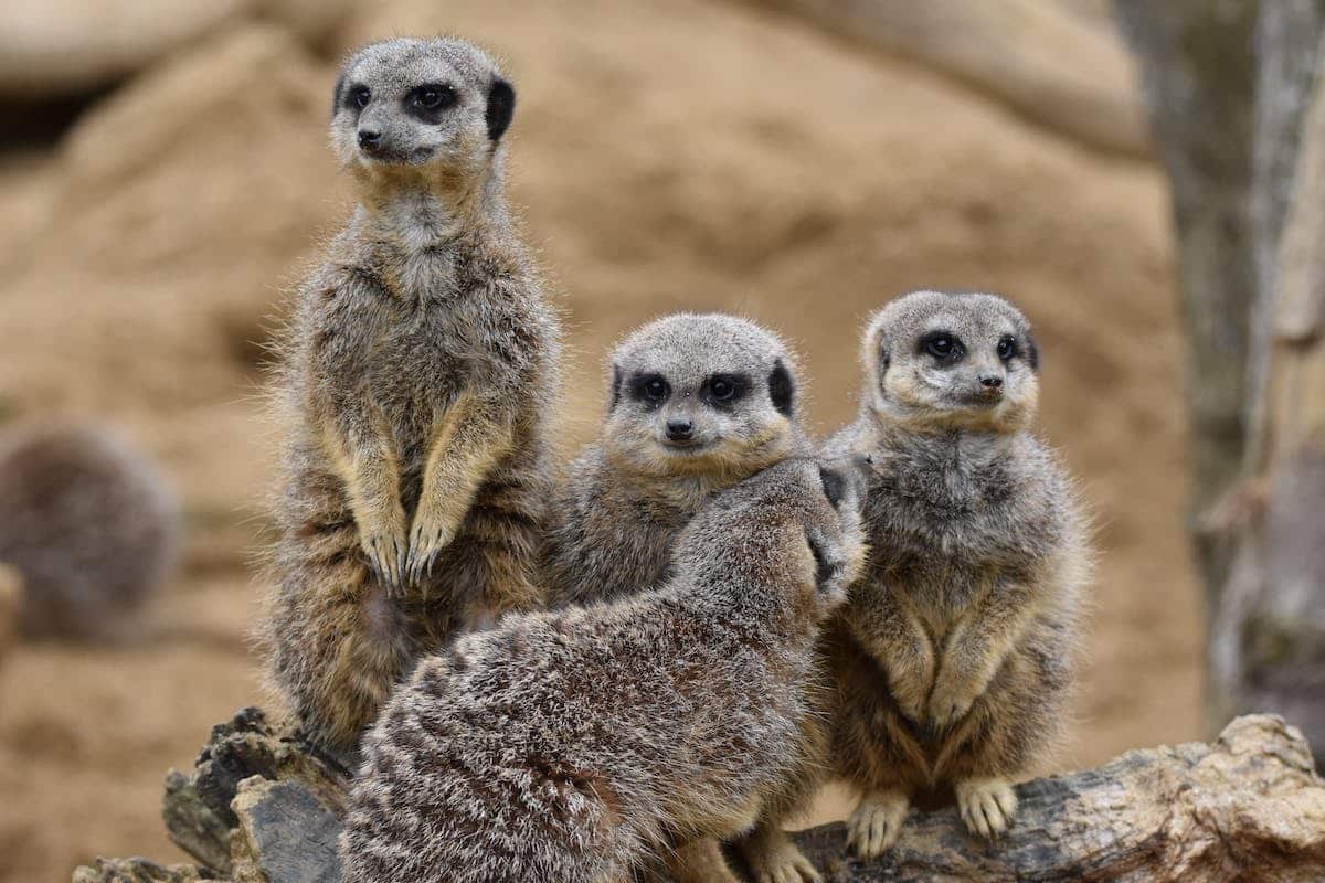 famille animaux