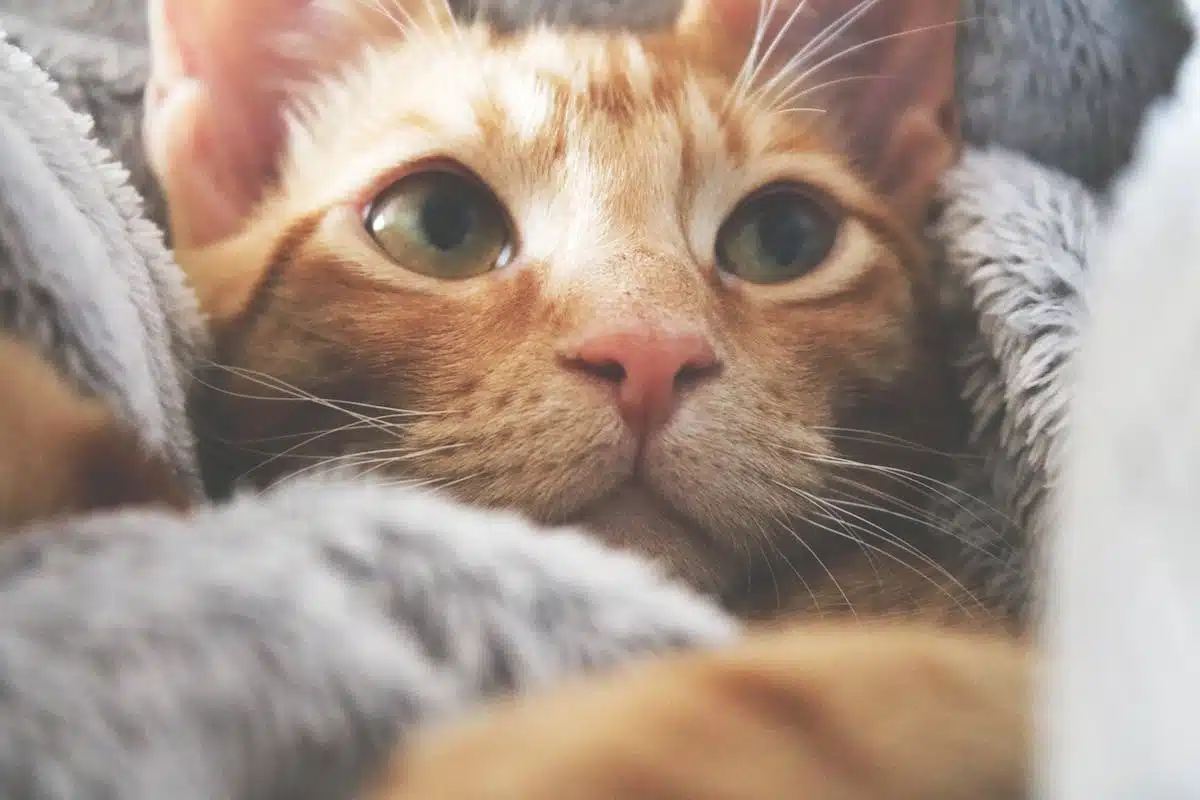 chat  parasites