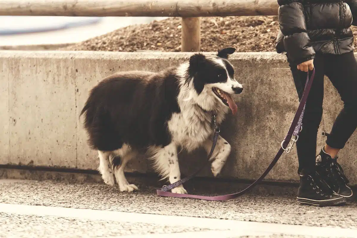 chien  promenade