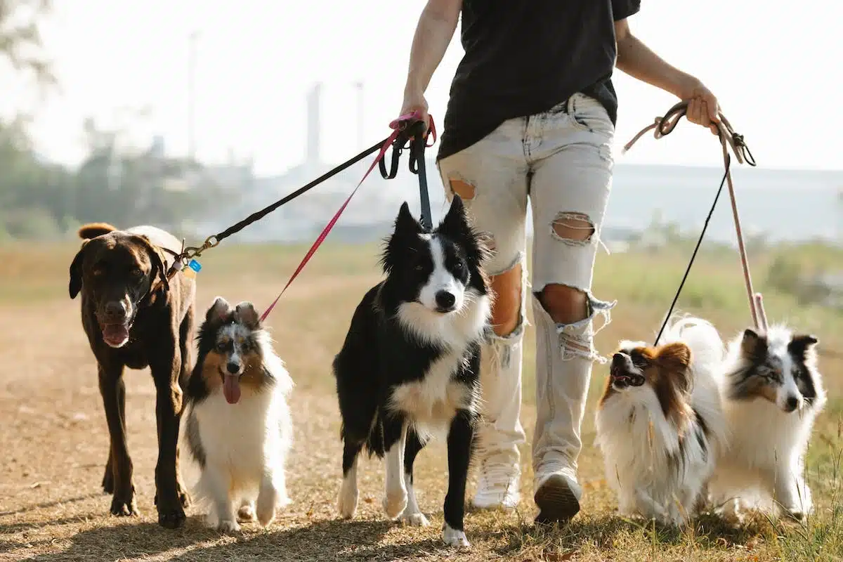 animaux socialisation