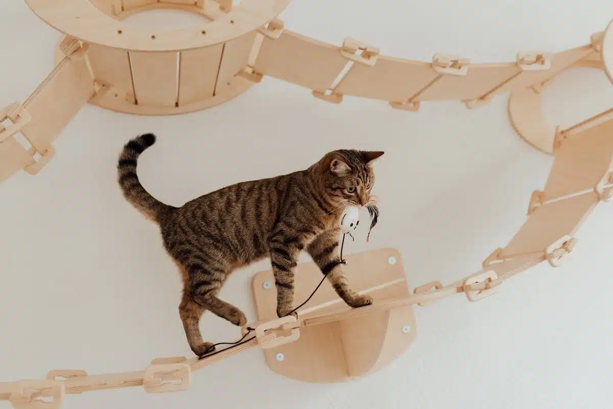 accessoires chat