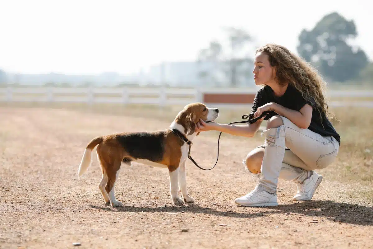 chiot éducation
