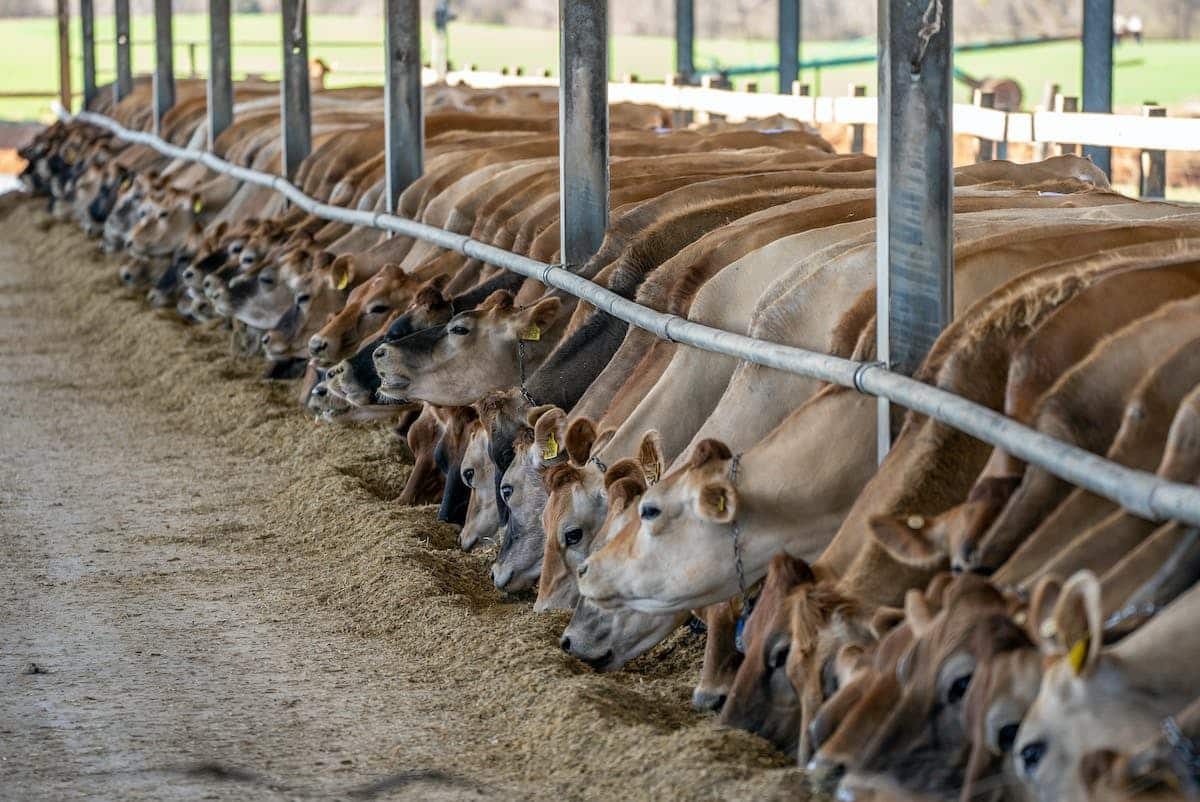 alimentation animaux