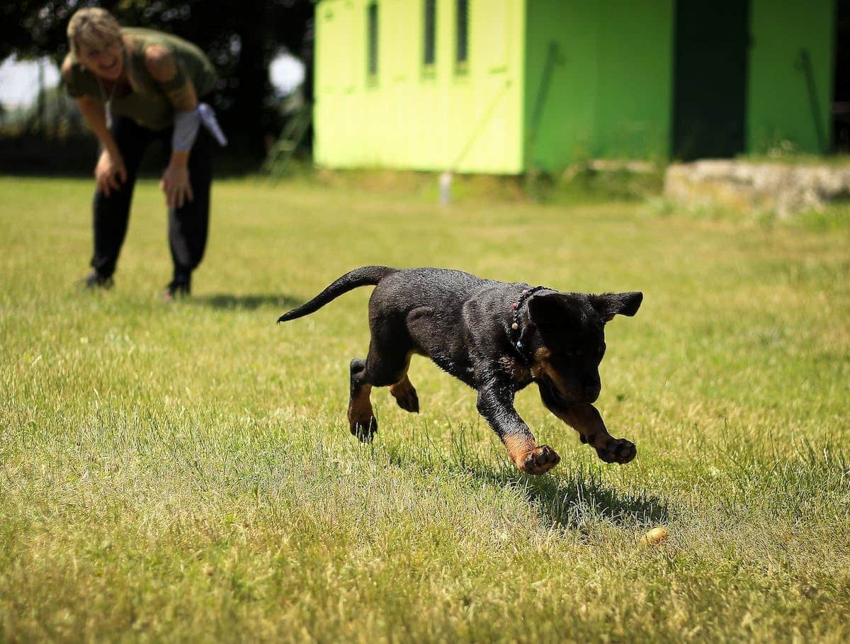 chien  dressage