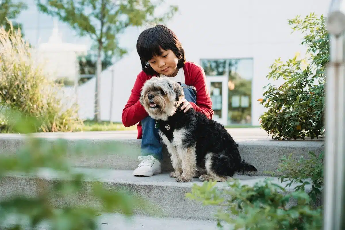 chien  affection