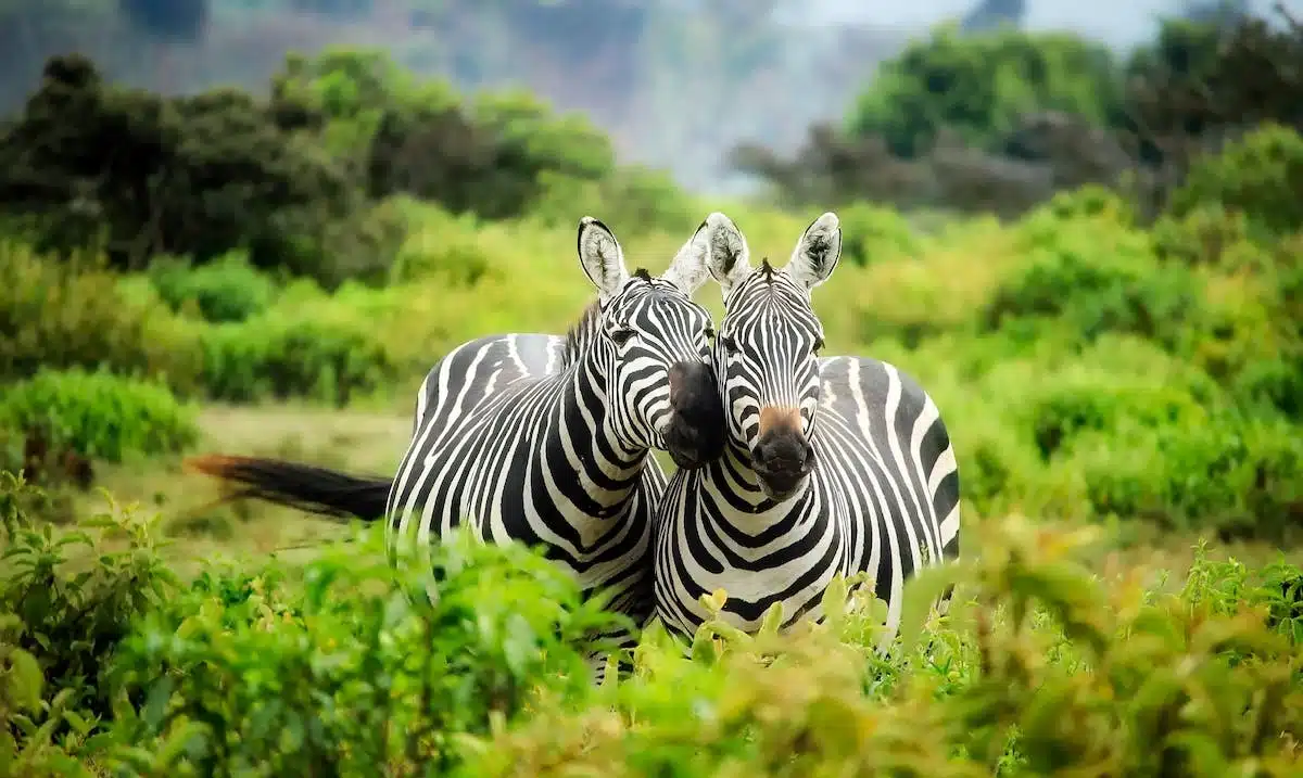 conservation animale