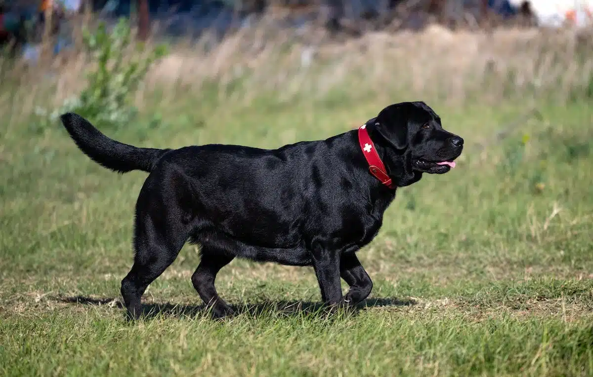 chien  surpoids