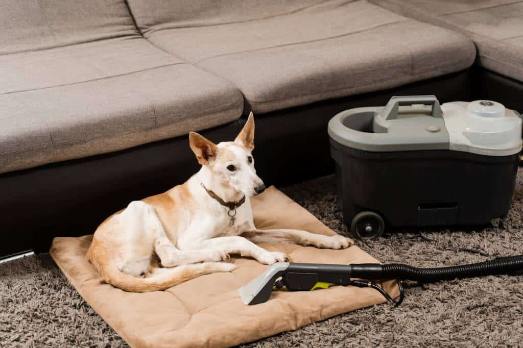 aspirateur pour poils d'animaux