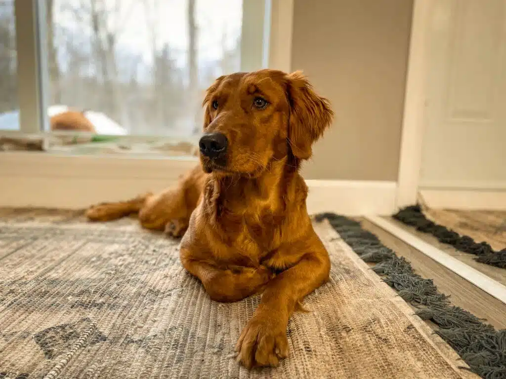 Comprendre et apprécier la singularité du golden retriever roux
