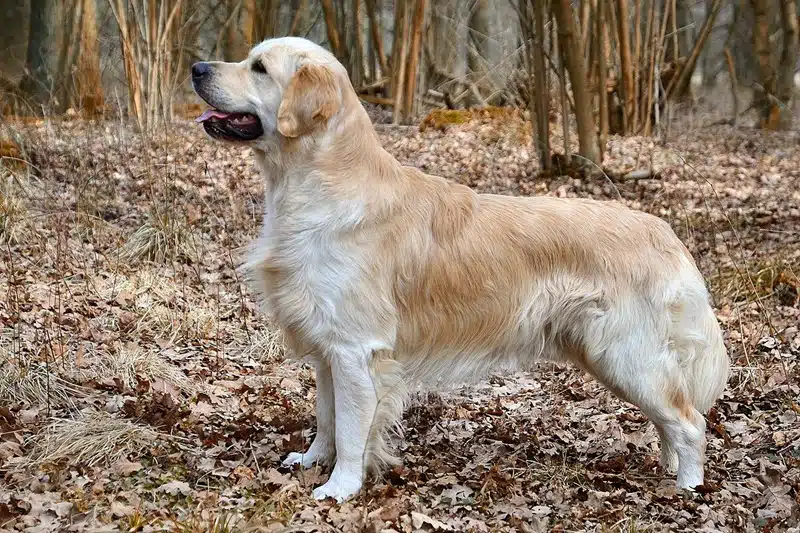 Comprendre et apprécier la singularité du golden retriever roux