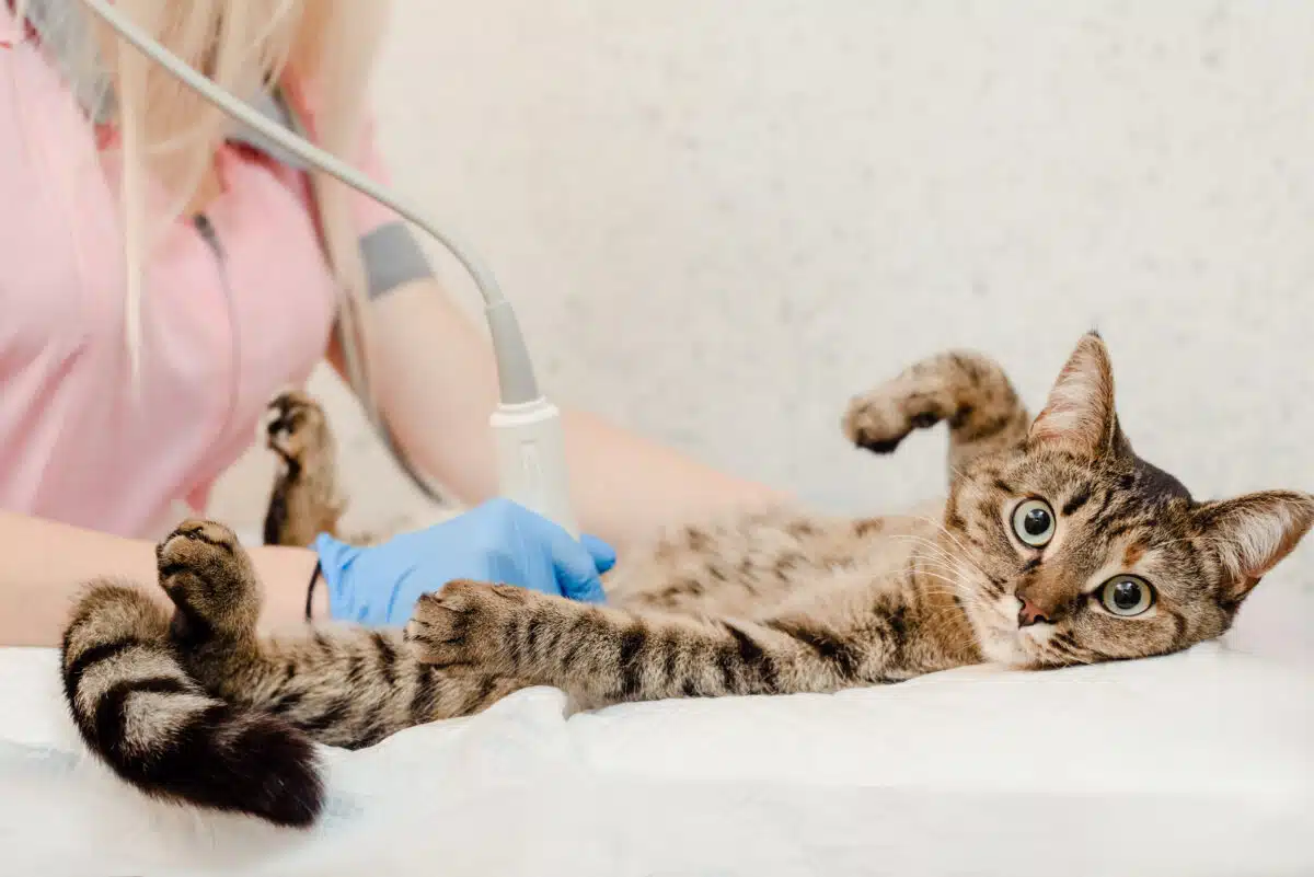 Comprendre et gérer les vomissements fréquents chez mon chat : causes et solutions