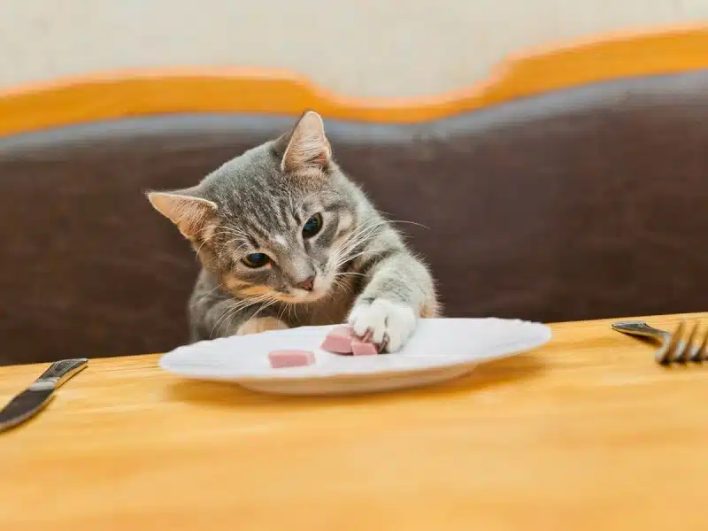 Coupe-faim pour chats : solutions pour gérer l'appétit de votre animal