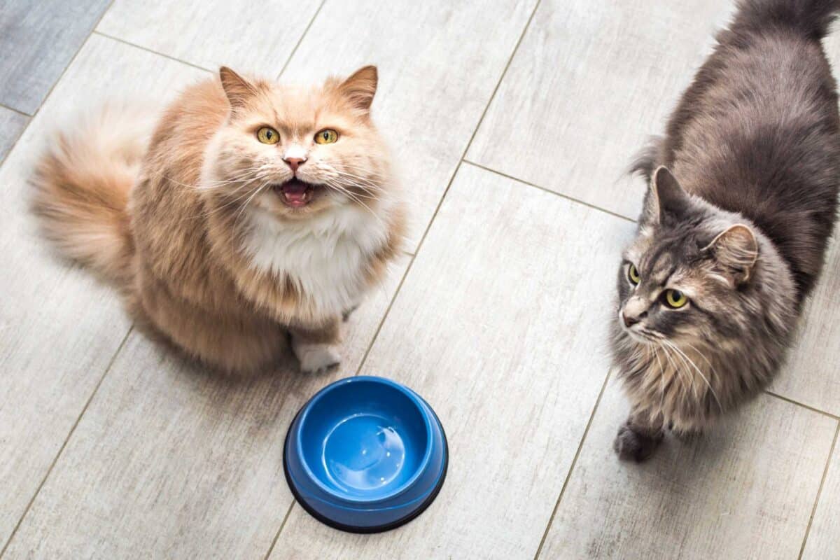 Coupe-faim pour chats : solutions pour gérer l'appétit de votre animal