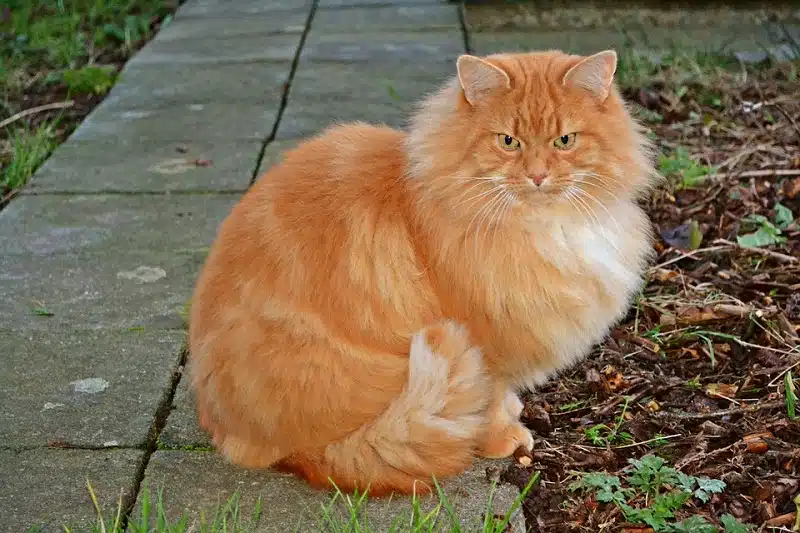 Les meilleures idées de noms de chat