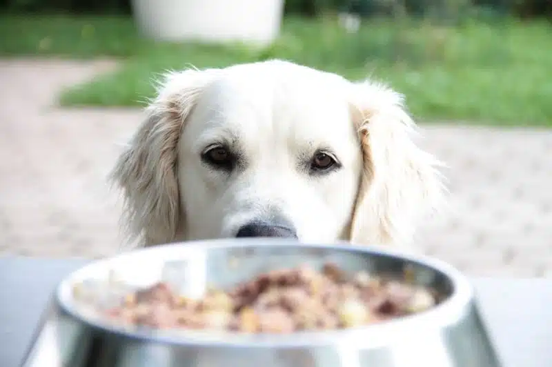 Pourquoi opter pour des croquettes premium pour vos animaux de compagnie