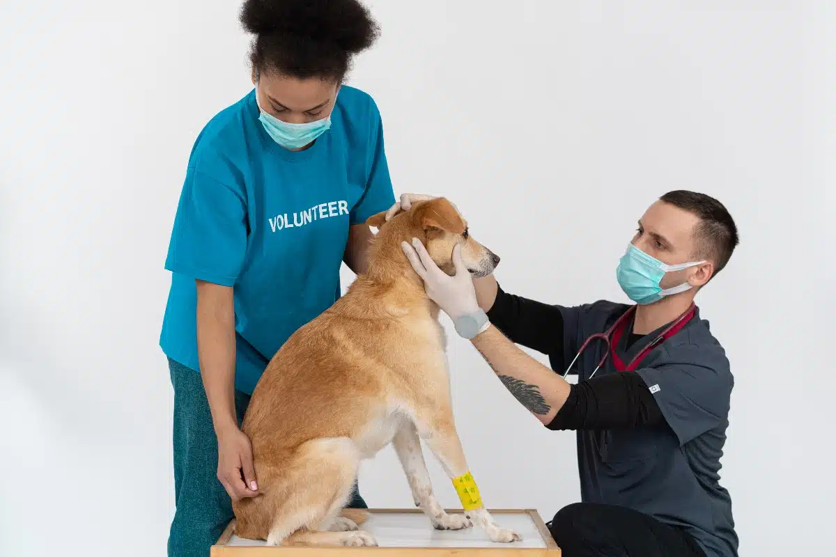 animaux médecine