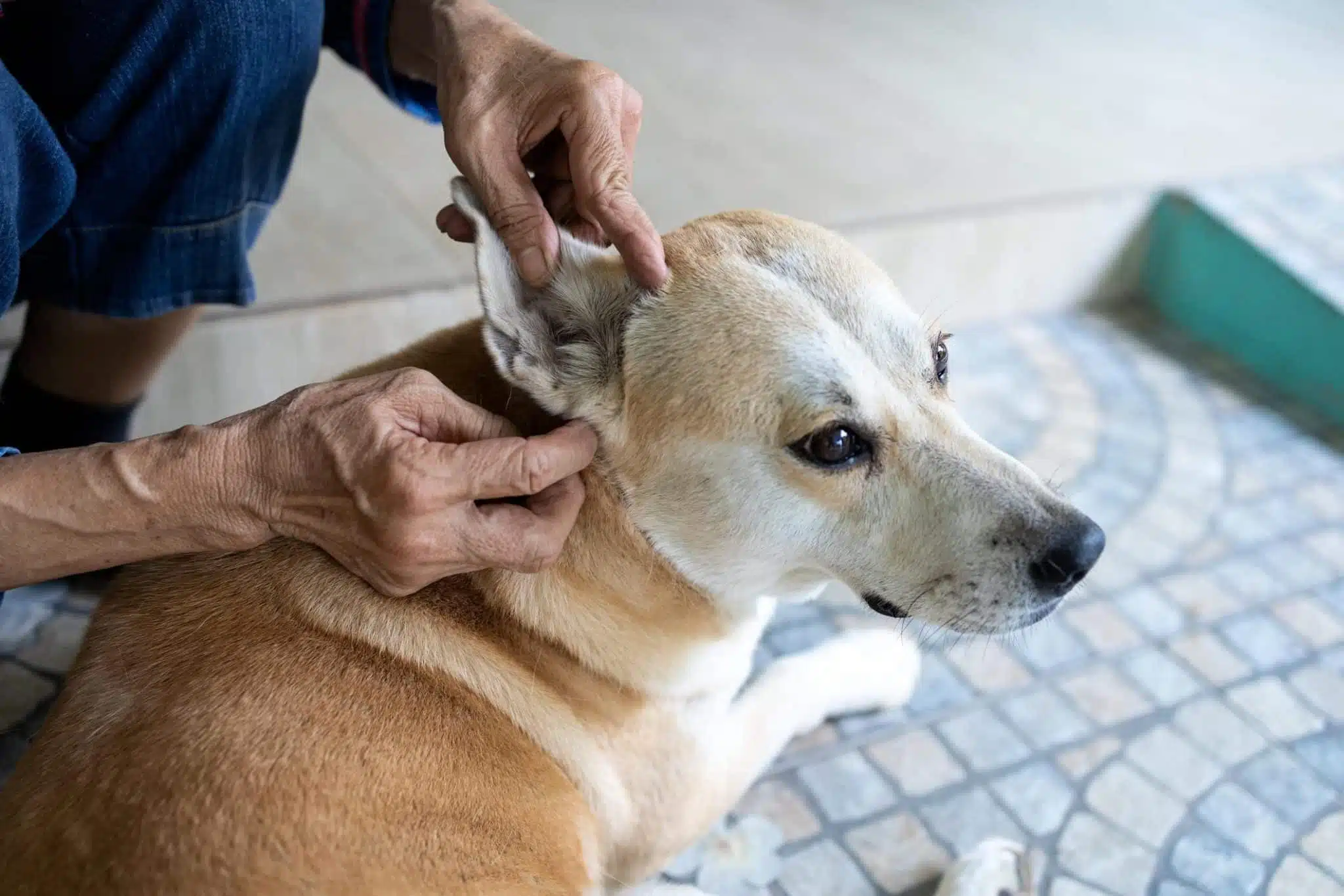 Othématome chez le chien ou chez le chat 