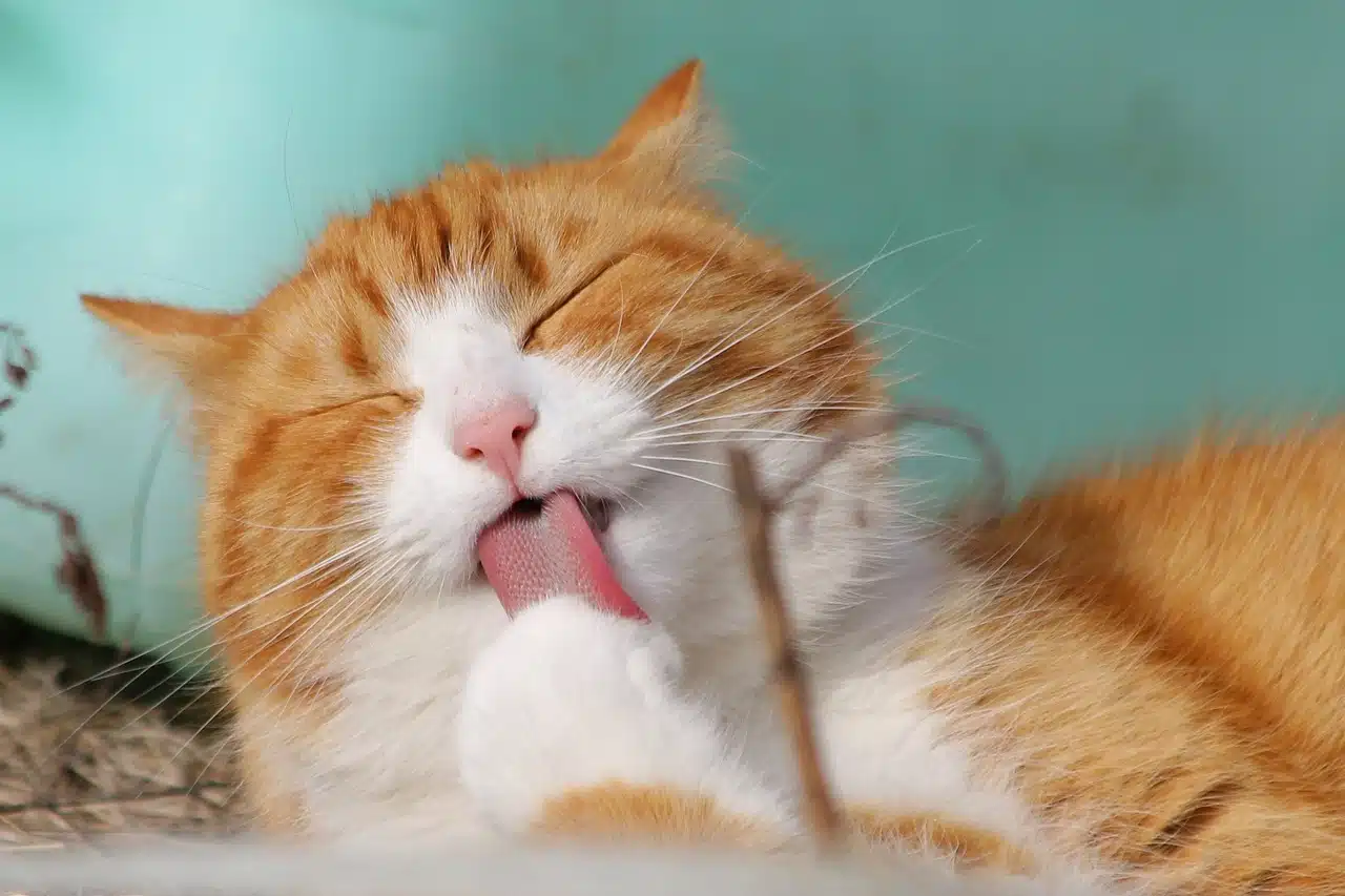 Cat, Animal De Compagnie, Licking