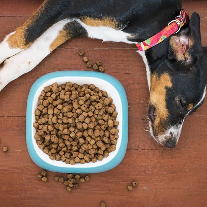 Comment bien réussir votre changement de croquettes pour chien ? Animalio