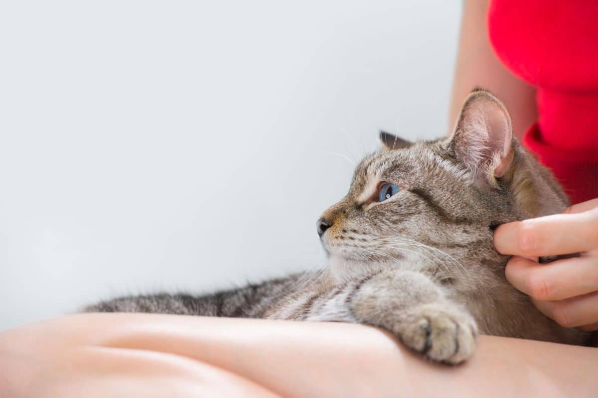 abcès chat