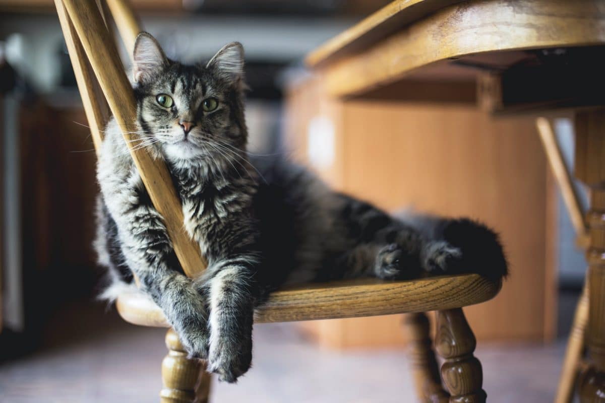 chat à poils longs sur une chaise