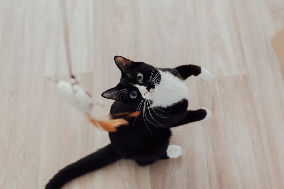 espace de détente idéal pour votre chat 1