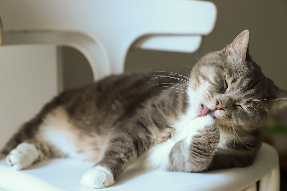 espace de détente idéal pour votre chat 3