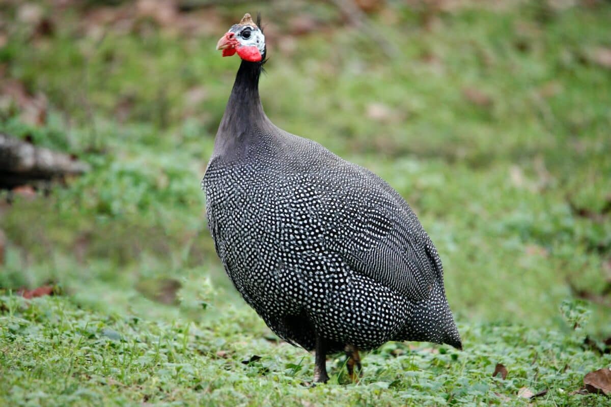 a large bird standing on a lush green field