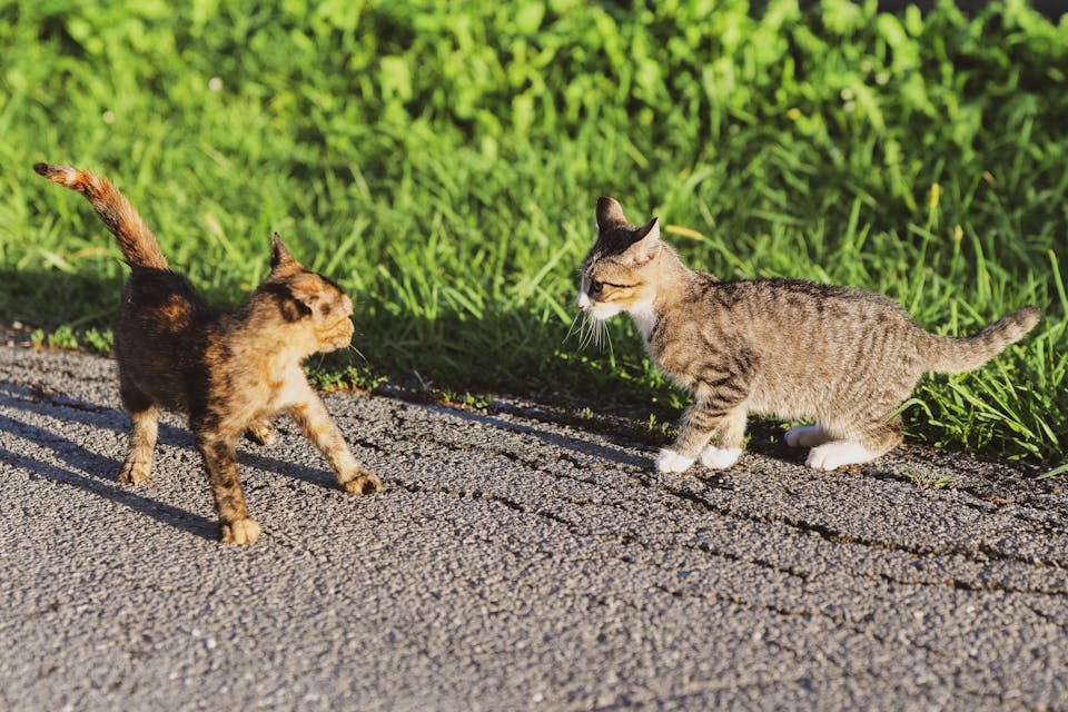 interventions vétérinaires indispensables pour assurer la sécurité de votre chat 1