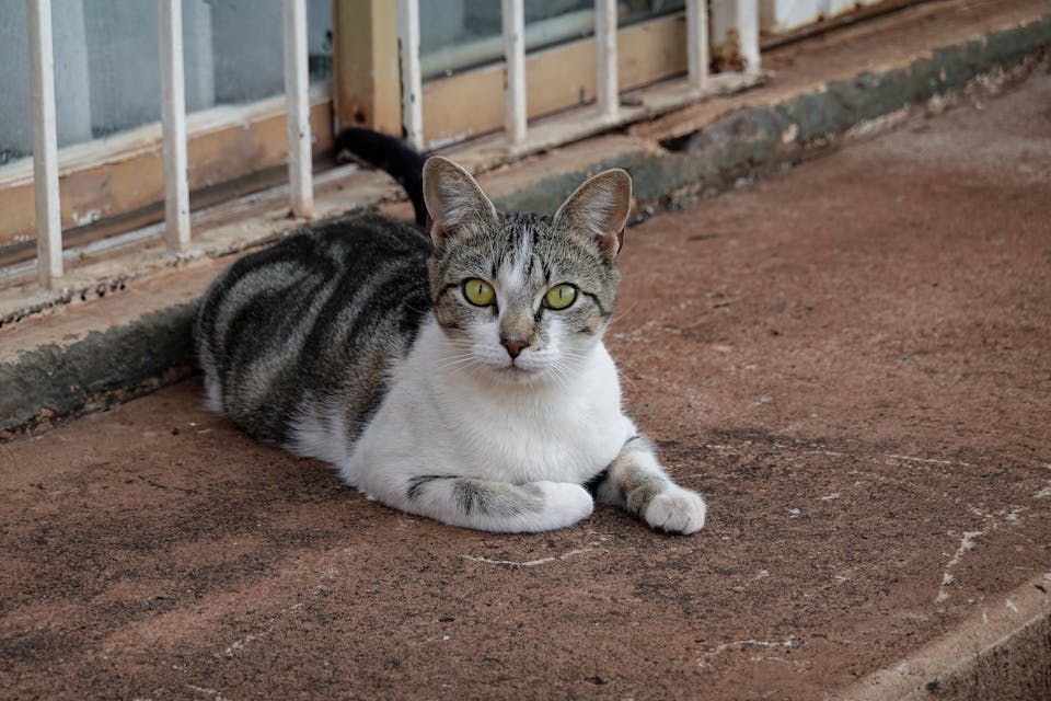 interventions vétérinaires indispensables pour assurer la sécurité de votre chat 2