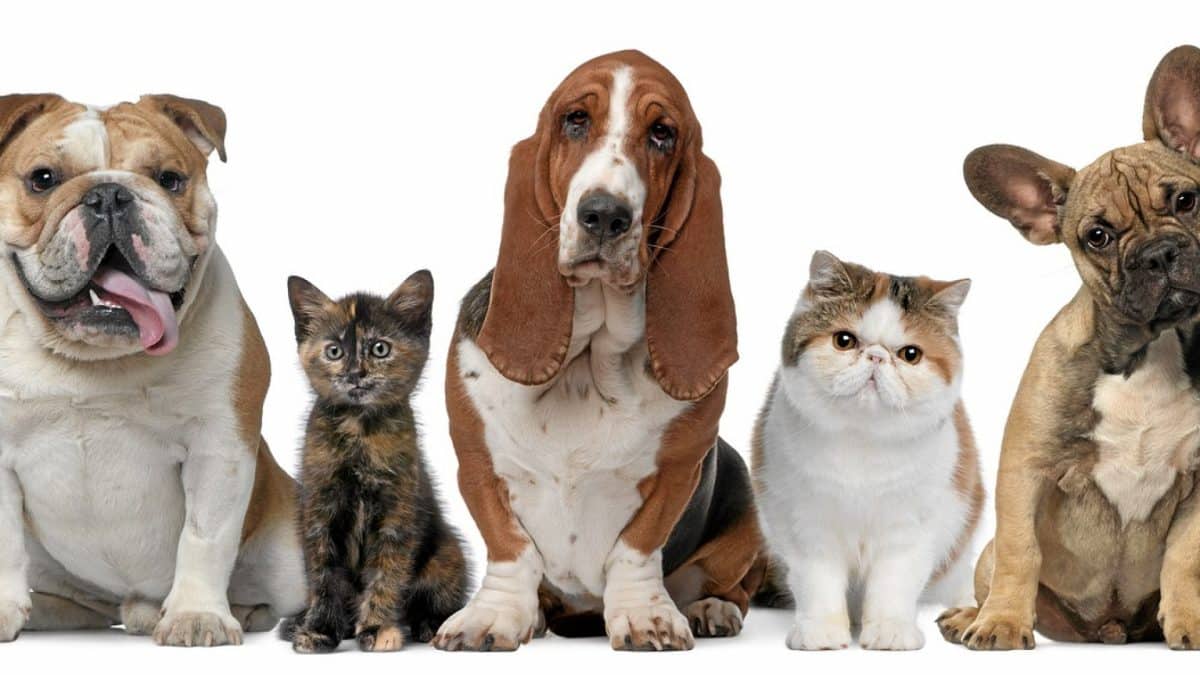 Le vétérinaire : l'allié de la bonne santé de votre animal